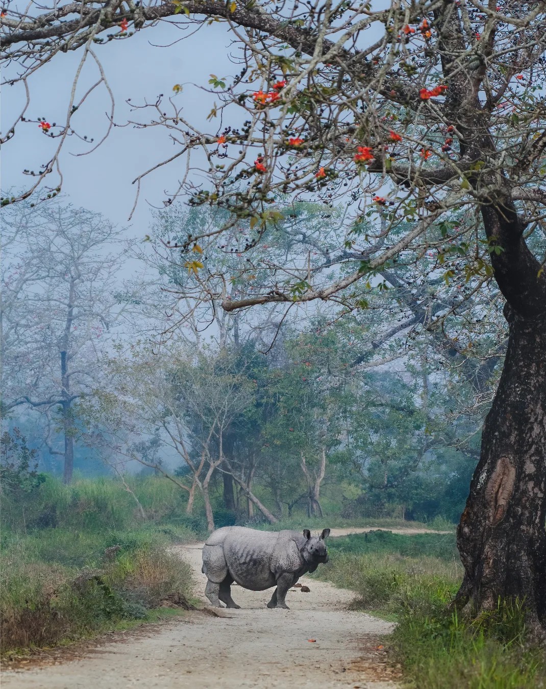 One Horned Rhino - Attraction of Kaziranga