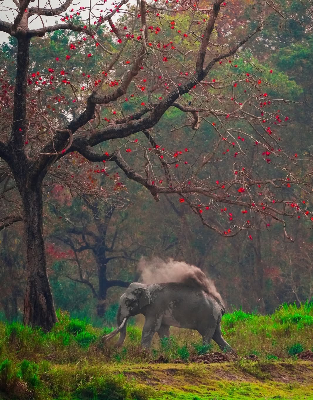 A Tusker at kaziranga National Park