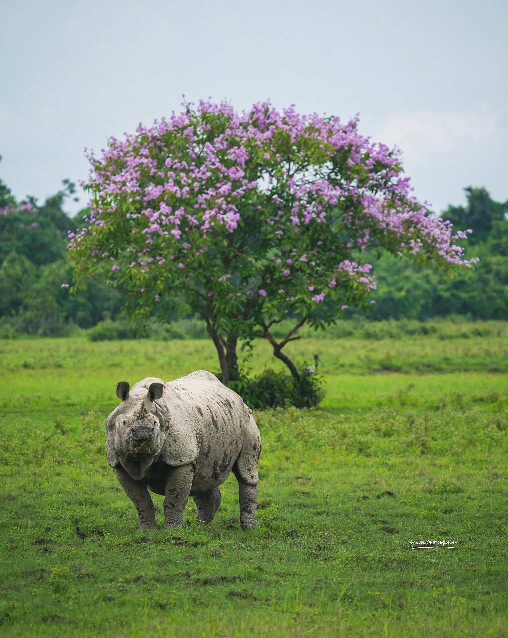 One Horned Rhinoceros at Kaziranga National Park