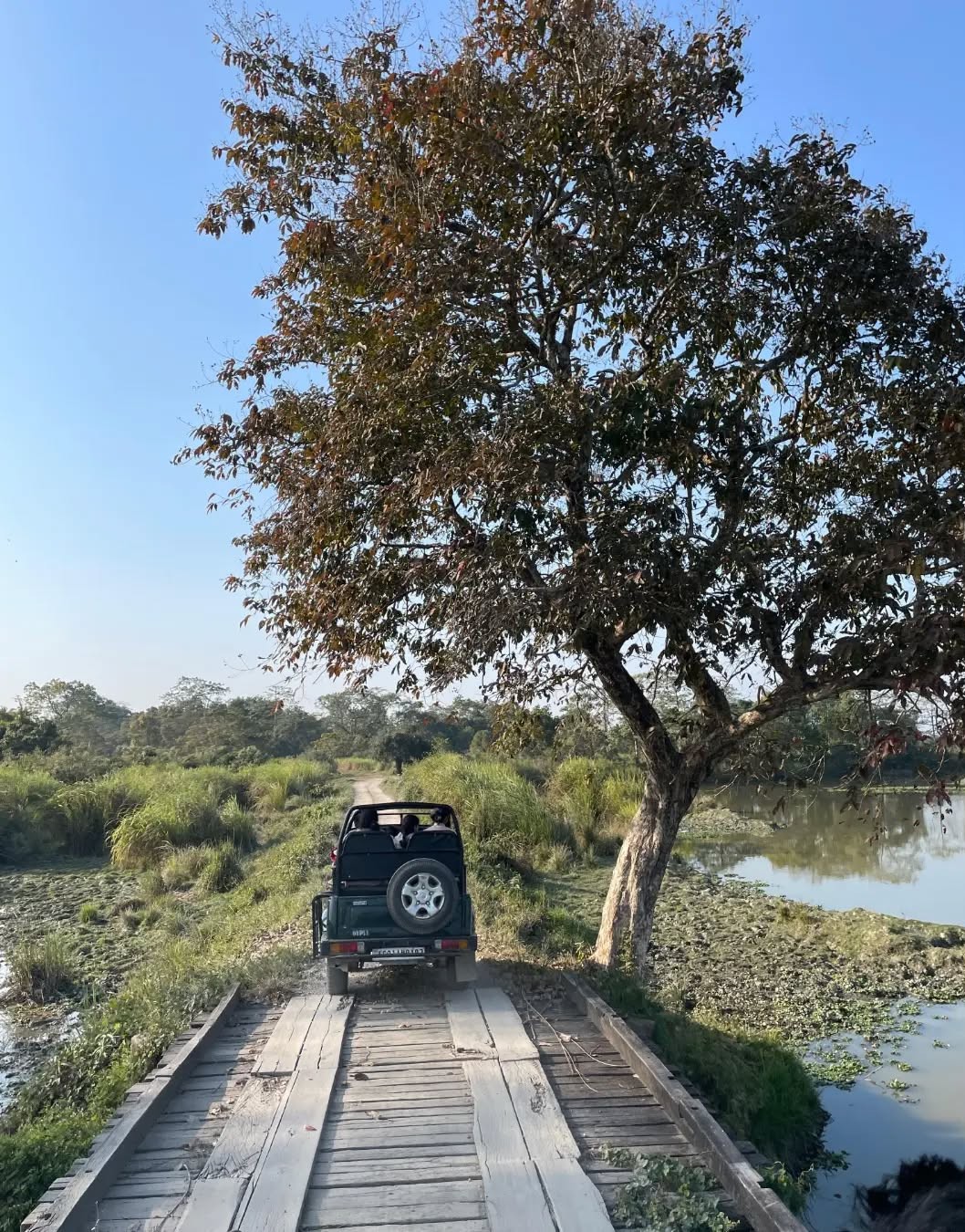 Kaziranga Jeep Safari