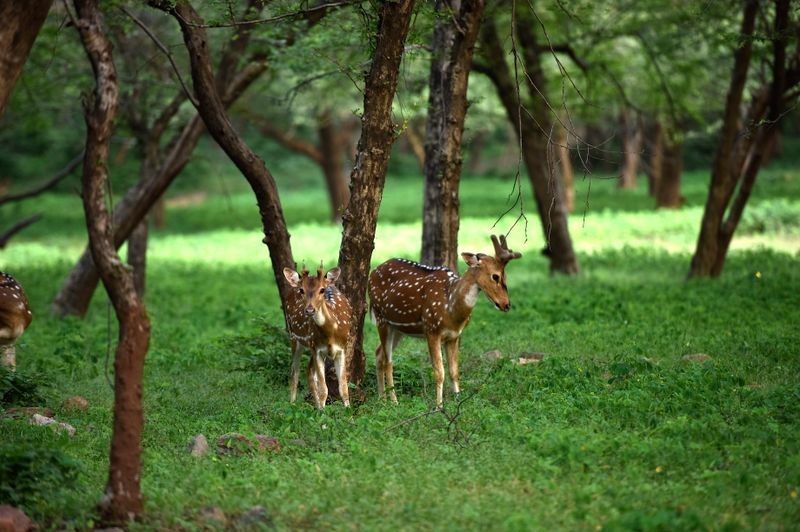 Balpakram National Park: The Land of Spirits in South Garo Hills
