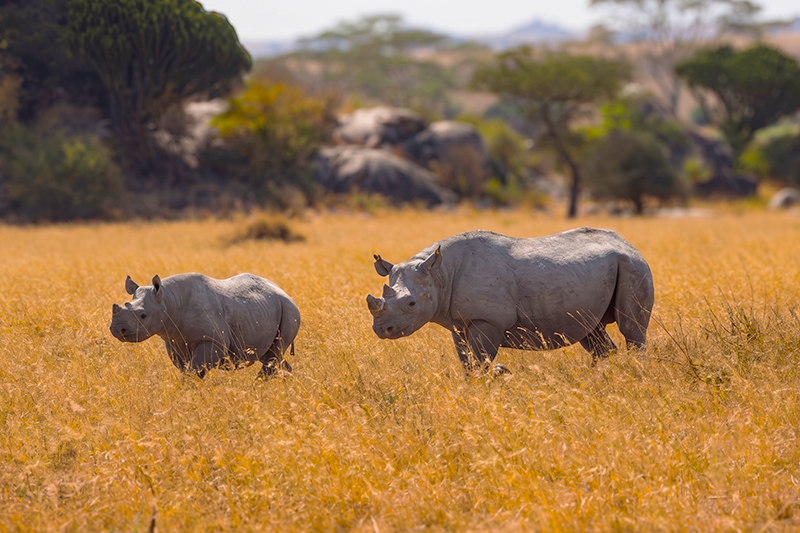 Pobitora Wildlife Sanctuary and Mayong Village Travelogue