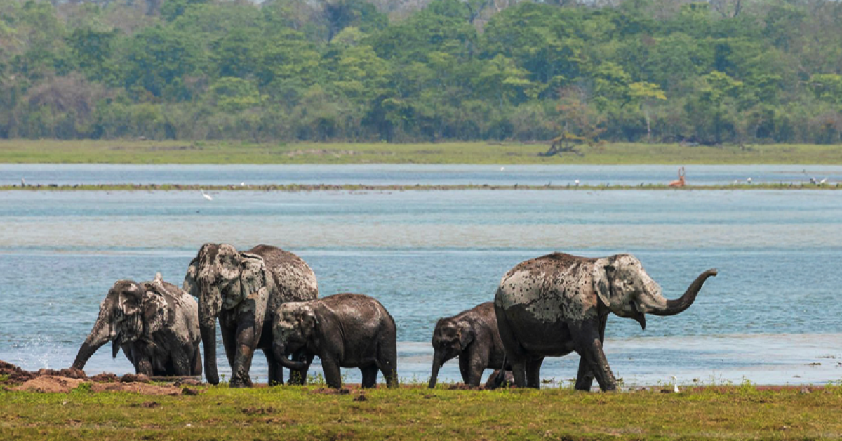 A Complete Guide to Kaziranga National Park Safari
