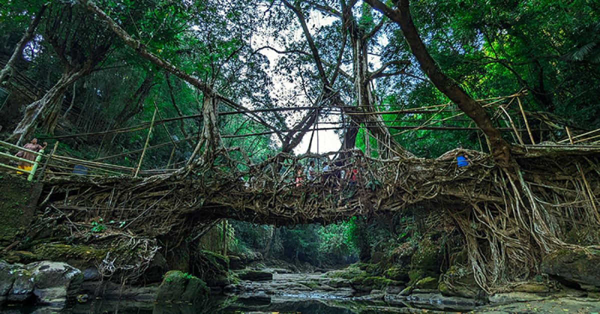 Living Root Bridges of Meghalaya: A Nature Lover’s Dream