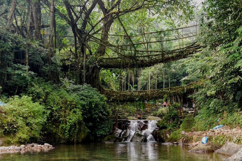 Double Decker Living Root Bridge Meghalaya: A Must-Visit Natural Wonder
