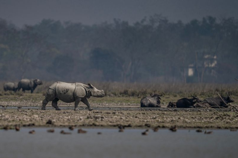 Pobitora Wildlife Sanctuary and Mayong Village Travelogue