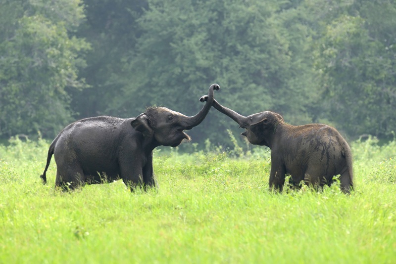 A Complete Guide to Kaziranga National Park Safari