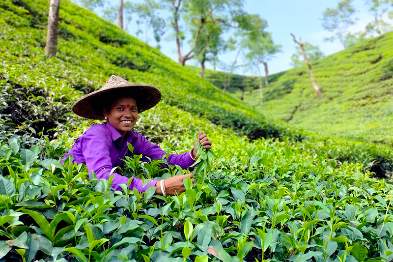 Tea Tour in the Oldest Tea Garden of Assam