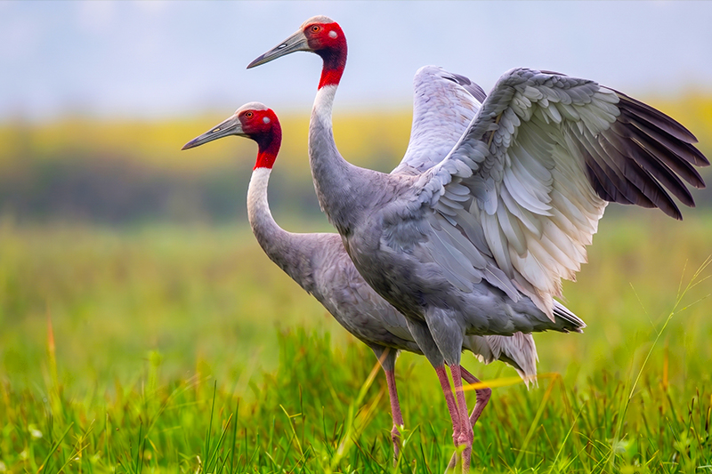 Dibru Saikhowa National Park: A Birdwatcher