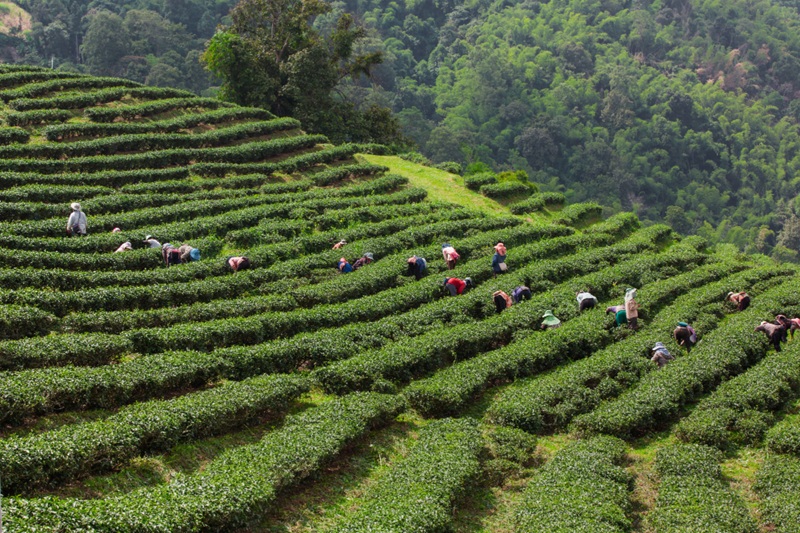 Heritage Tea Trails of Assam: A Luxury Journey Through India