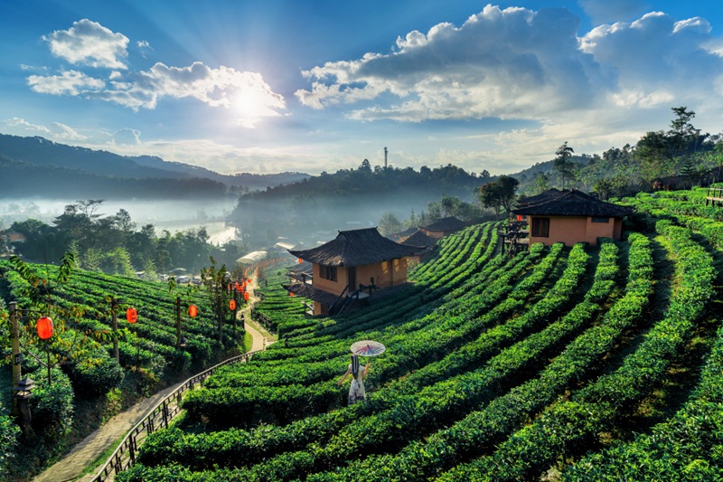 Tea Tour in the Oldest Tea Garden of Assam
