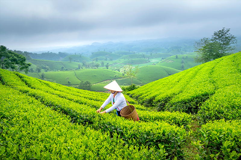 Heritage Tea Trails of Assam: A Luxury Journey Through India