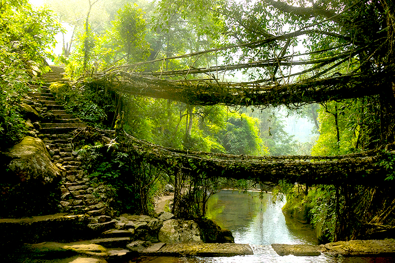 Living Root Bridges of Meghalaya: A Nature Lover’s Dream